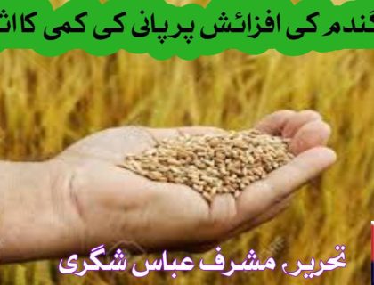 urdu news, Effect of water deficit on growth of wheat, major research paper