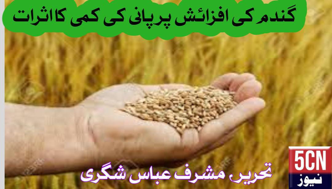 urdu news, Effect of water deficit on growth of wheat, major research paper