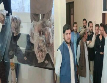 Urdu news, recovered large quantities of fish caught illegally