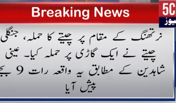urdu news, Leopard attack