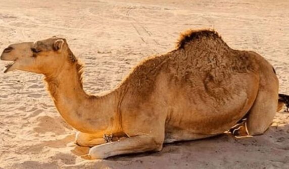 urdu news, Surgery injured camel