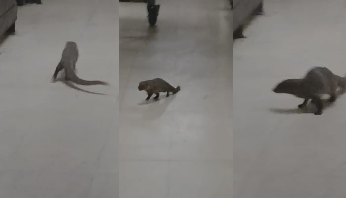 کراچی ائیرپورٹ کے جناح ٹرمینل میں نیولے کا مٹر گشت، انتظامیہ کی دوڑیں لگ گئیں 3 urdu news update, karachi airport news